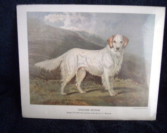 Vintage English Setter Hugh Evelyn Print Ranger III