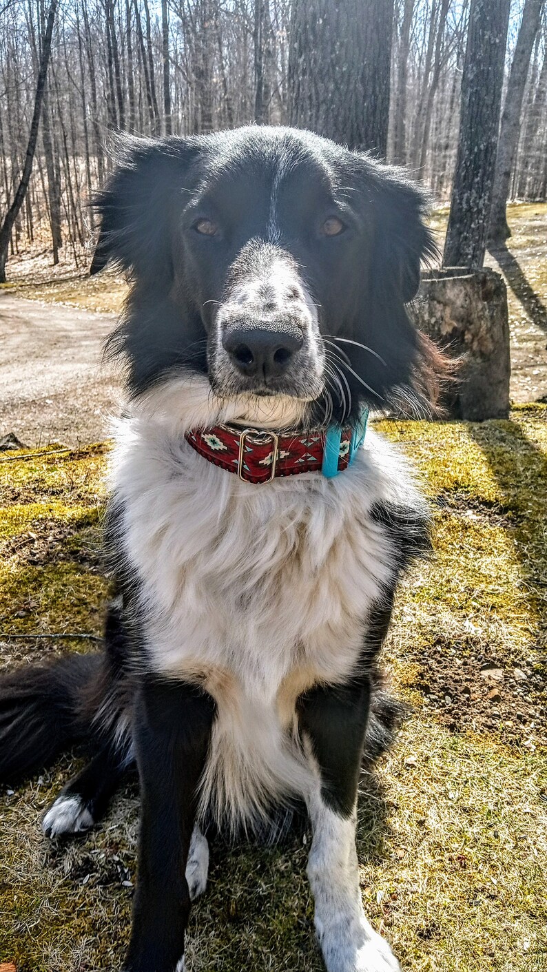 Southwest BUCKLE MARTINGALE 1 or 1.5 Turquoise-Barnside Aztec Tucson, Martingale Southwest Dog Collar image 4