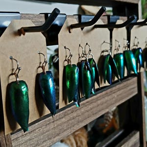 Könnte beinhalten: Eine Präsentation handgefertigter Ohrringe mit irisierenden grünen und blauen Käferflügel-Designs. Die Ohrringe hängen an braunen Etiketten auf einem Holzregal. Die Ohrringe haben einen metallischen Glanz und sind mit goldfarbenen Haken versehen.
