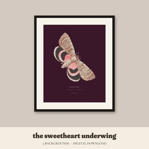 May include: A framed wall art print featuring a detailed illustration of a moth with brown, black, and pink wings against a dark purple background. The text Catocala amatrix is printed below the moth. The frame is black with a white mat border.