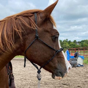 May include: A chestnut horse with a white blaze on its face wears a black rope halter with white flecks. The halter features a knotted design and is attached to a matching black and white braided lead rope hanging down from the chin.