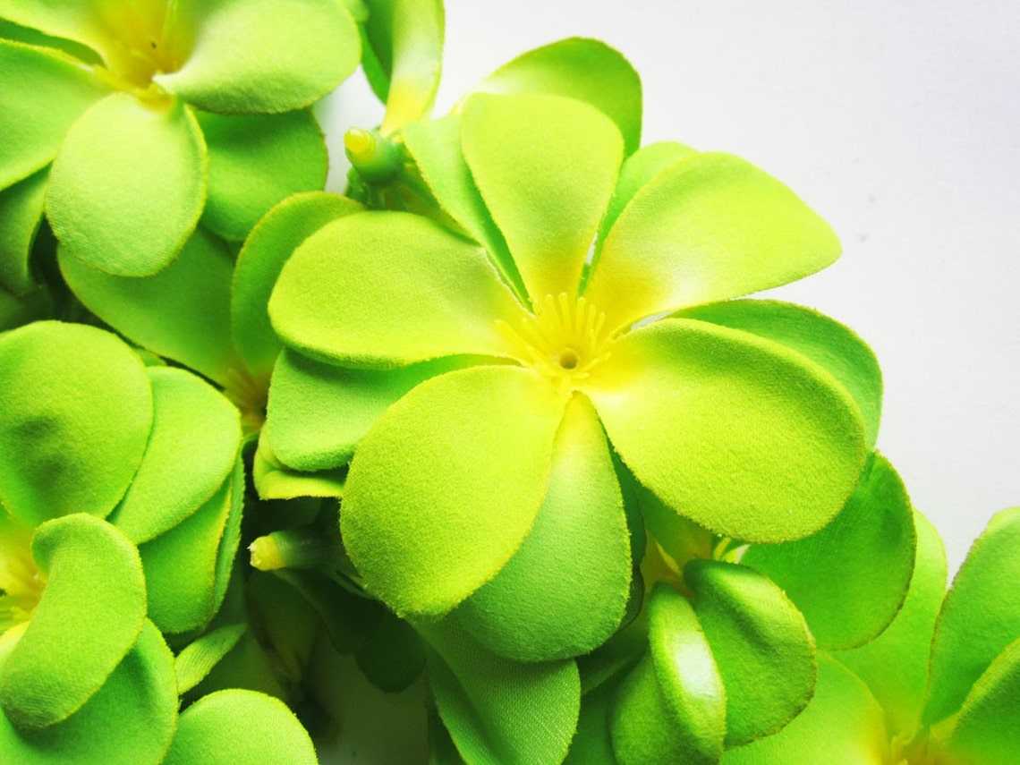 12 Green Plumeria Frangipani Heads Artificial Silk Flower Etsy