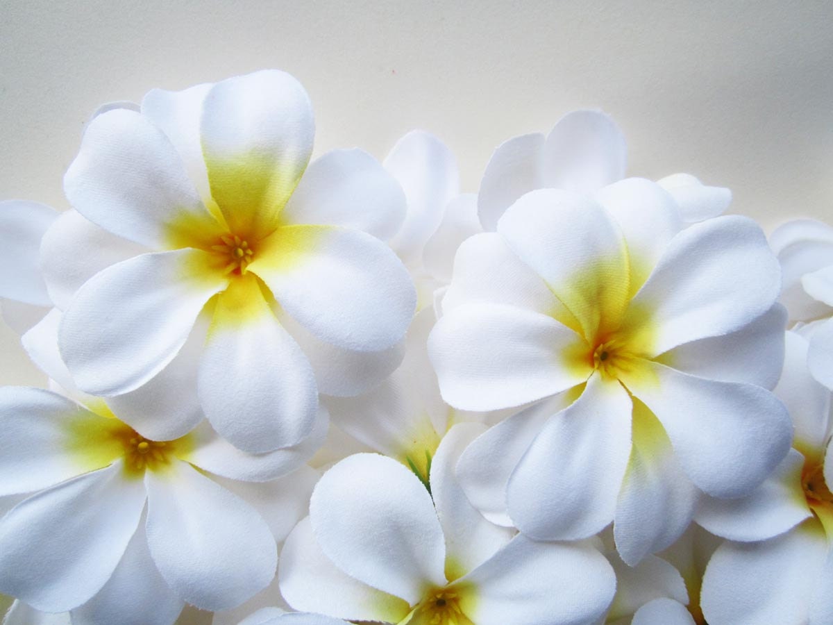 100 White Plumeria Frangipani Heads Artificial Silk Flower Etsy