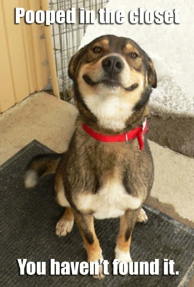 May include: A brown and white dog with a red collar is sitting on a black mat. The dog is smiling and the text "Pooped in the closet You haven't found it." is above the dog.