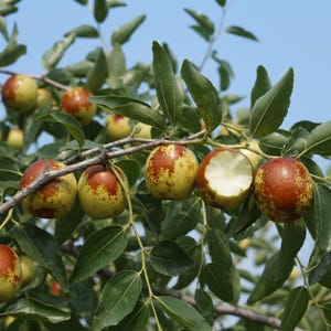 May include: A cluster of round jujube fruits hanging from a leafy branch against a clear blue sky. The fruits have smooth, mottled skin with shades of yellow, green, and reddish-brown. One fruit shows a bite mark revealing white flesh.