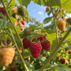 May include: A cluster of ripe red raspberries and golden yellow raspberries growing on green leafy stems. The berries feature a textured, bumpy surface and are attached to thin branches amidst vibrant green foliage under a clear blue sky.