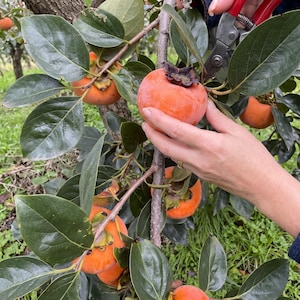 May include: A bright orange persimmon fruit hanging on a tree branch with dark green leaves. The fruit is being harvested with red-handled pruning shears. Several other ripe orange persimmons are visible on the tree branches.