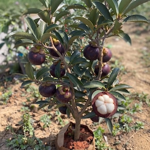 May include: A small mangosteen tree with dark purple, round fruit hanging from its branches. One fruit is sliced open to reveal white, segmented flesh inside. The tree has thick, glossy green leaves and is planted in a brown paper bag.