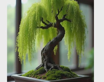 Japanese Weeping Willow Bonsai Tree | Live Indoor Plant & Elegant House Decor
