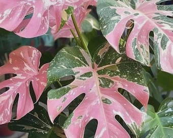 Rosa panaschierte Monstera (Lebende Pflanze) | Seltene tropische Aronstabgewächse | Zimmerpflanze im Topf