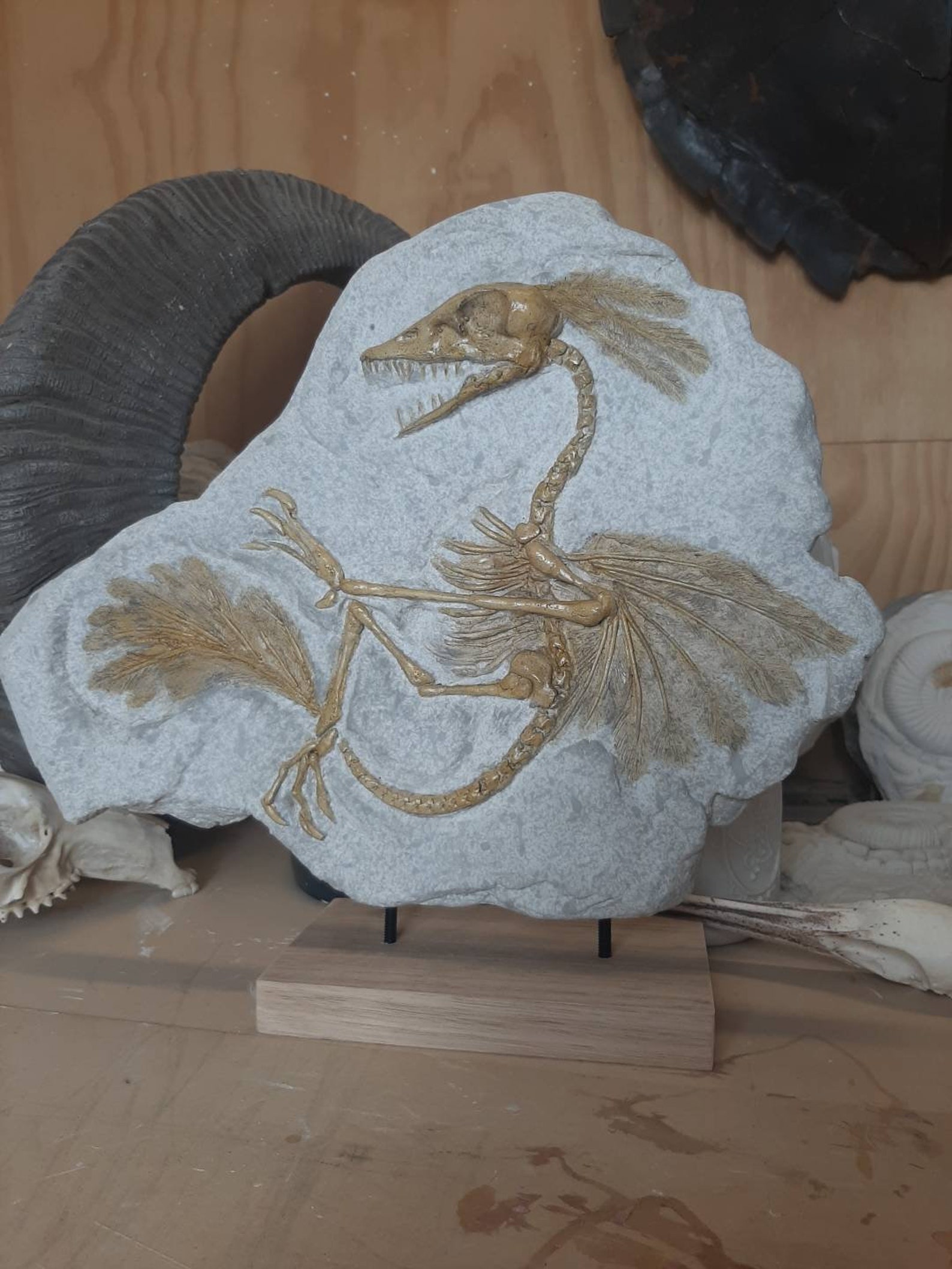 ARCHAEOPTERYX distant Cousin FOSSIL Replica | Etsy