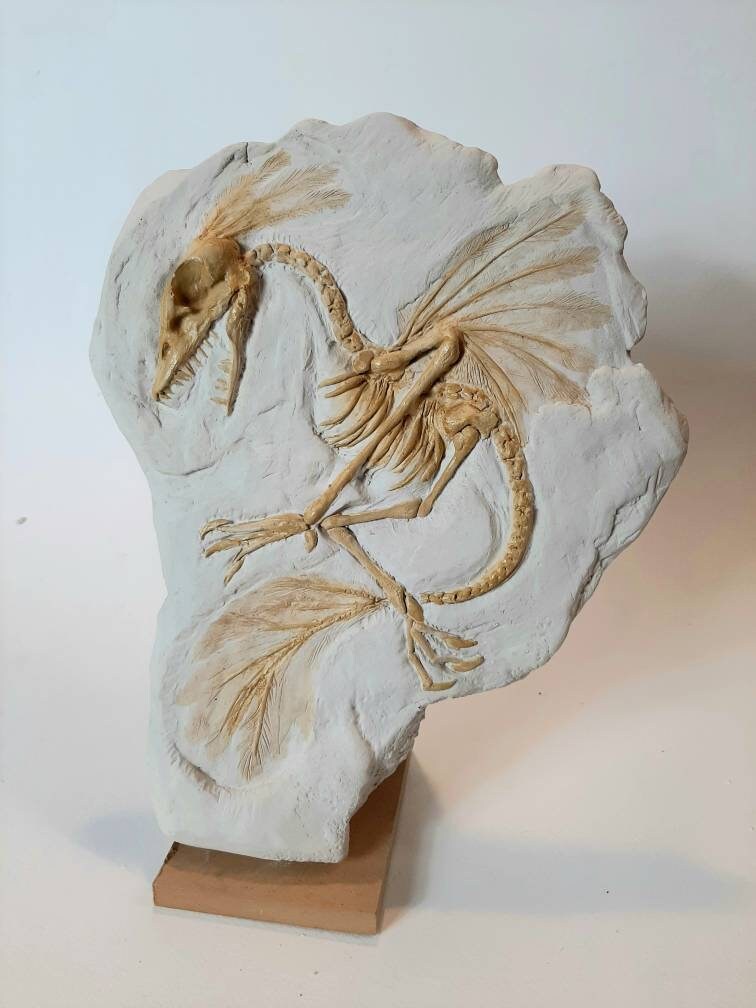 ARCHAEOPTERYX distant cousin FOSSIL replica Etsy