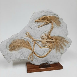 ARCHAEOPTERYX (distant cousin) FOSSIL replica