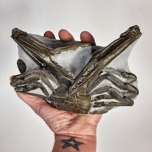 Crab Fossil Replica
