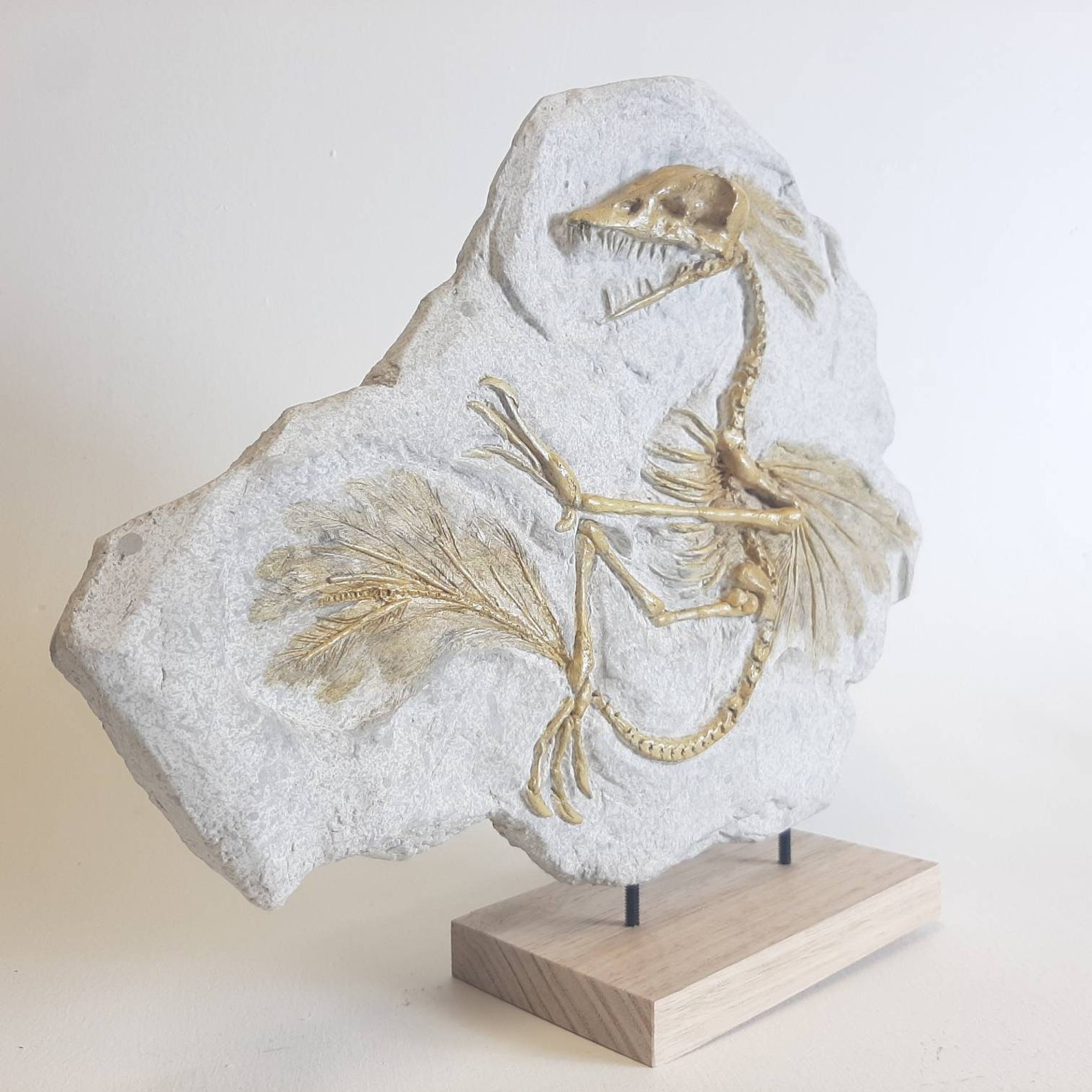 archaeopteryx fossil for sale