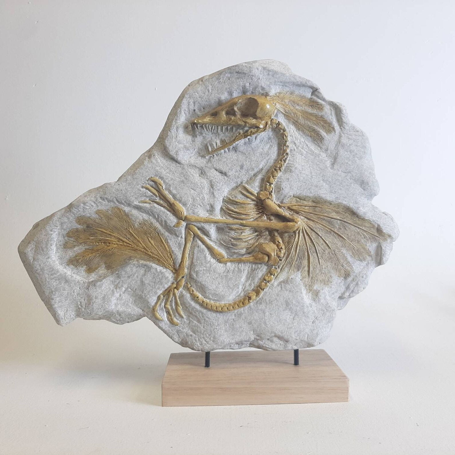 archaeopteryx fossil for sale