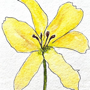 Original Watercolor and Ink Daylily 5x7 Painting, One-Line-Drawing, Summer, Wall Hanging, Home and Living, Botanical Art