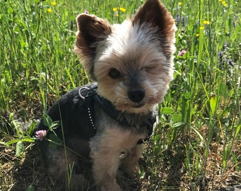 CUSTOM FOR LARRY-Ceramic Engraved Yorkie Painted Two Piece Cremation Urn - hand made pet urn with engraving directly on the urn.