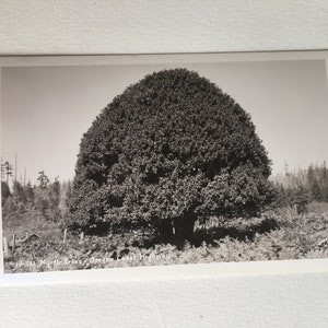 vintage postcard myrtle trees along oregon coast highway