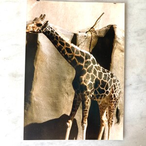 vintage photo of giraffe in zoo