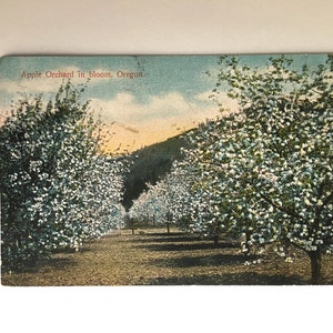 vintage color tinted postcard &quot;apple orchard in bloom” oregon