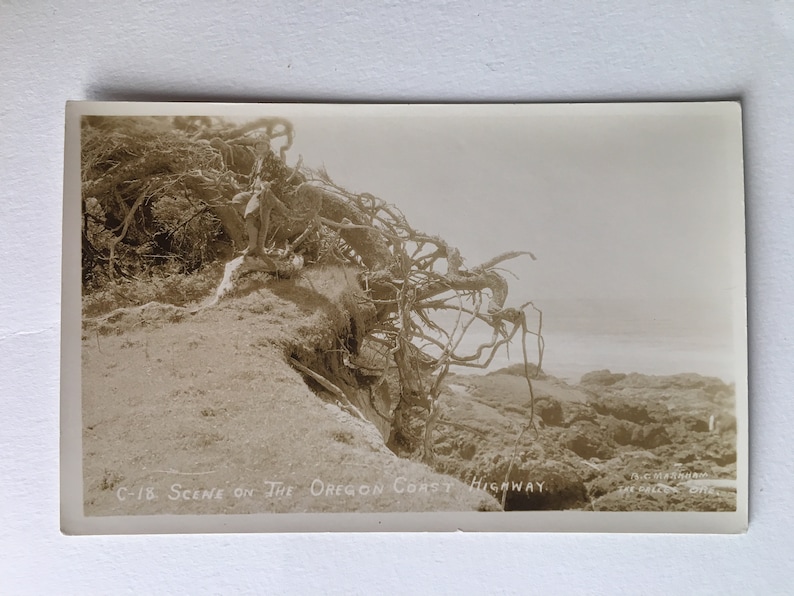 vintage postcard woman sitting among tree roots scene on oregon coast highway