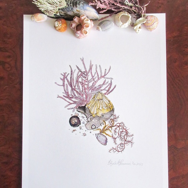 Barnacle with Corraline Algae (Limited Edition Print)