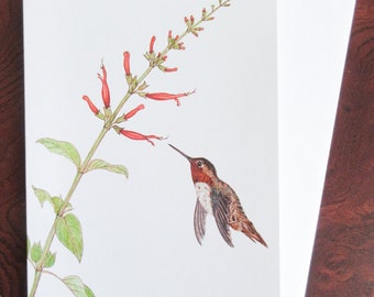 Male Allen's Hummingbird with Pineapple Sage Greeting Card (Pack of 6)