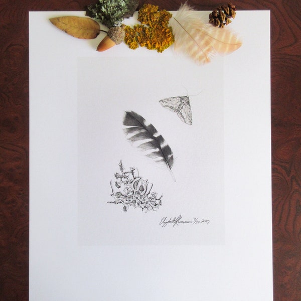 Hawk feather, Geometer moth, and unidentified lichen Pencil Drawing (Limited Edition Print)