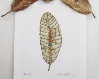 Tanoak Leaf (Mini Print)
