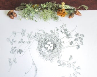 Dibujo a lápiz de House Finch Nest (impresión de edición limitada)