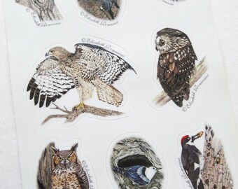 Three Sheets of Woodpecker, Nuthatch, Owl, Hawk Stickers
