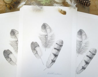 Barn Owl Feathers Pencil Drawing  (Limited Edition Print)
