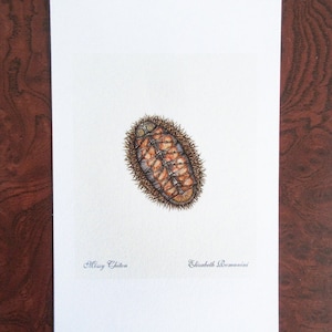 Könnte beinhalten: Eine Aquarell-Illustration eines Moos-Chitons, einer Art Meeresmolluske, mit einer braunen, orangefarbenen und grauen Schale. Die Illustration ist signiert mit "Mossy Chiton" und "Elizabeth Romanini".