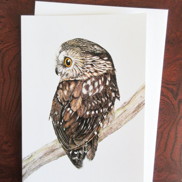 Saw-whet Owl Blank Greeting Card (Pack of 6)