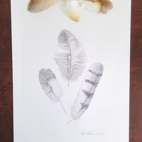 Barn Owl Feathers Pencil Drawing  (Limited Edition Print)