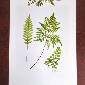 California Goldenback, Polypod, Maidenhair Ferns (Limited Edition Print)