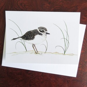 Cartão de felicitações em branco Snowy Plover (pacote com 6)