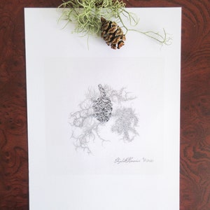 Detail 1 Redwood Cones met Lichen Pencil Drawing (Limited Edition Print)