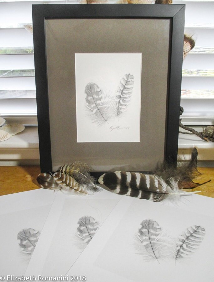 Red Shouldered Hawk Feather Pencil Drawing Limited Edition Etsy