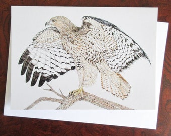 Red-tailed Hawk Blank Greeting Card (Pack of 6)