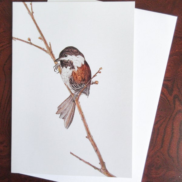 Chestnut-backed Chickadee Number 5 Blank Greeting Card (Pack of 6)