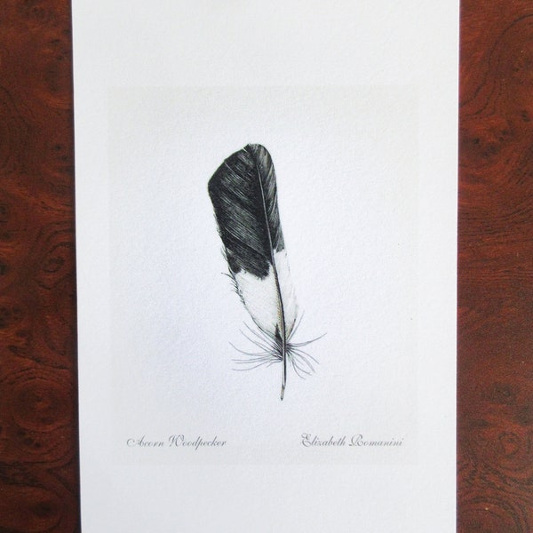 Acorn Woodpecker Feather (Mini Print)