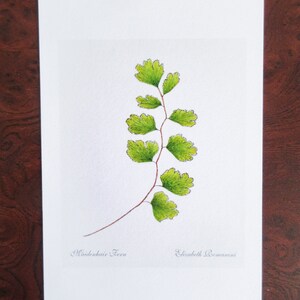 Maidenhair Fern (Mini Print)