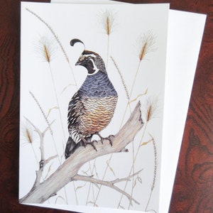 California Quail Greeting Card (Pack of 6)