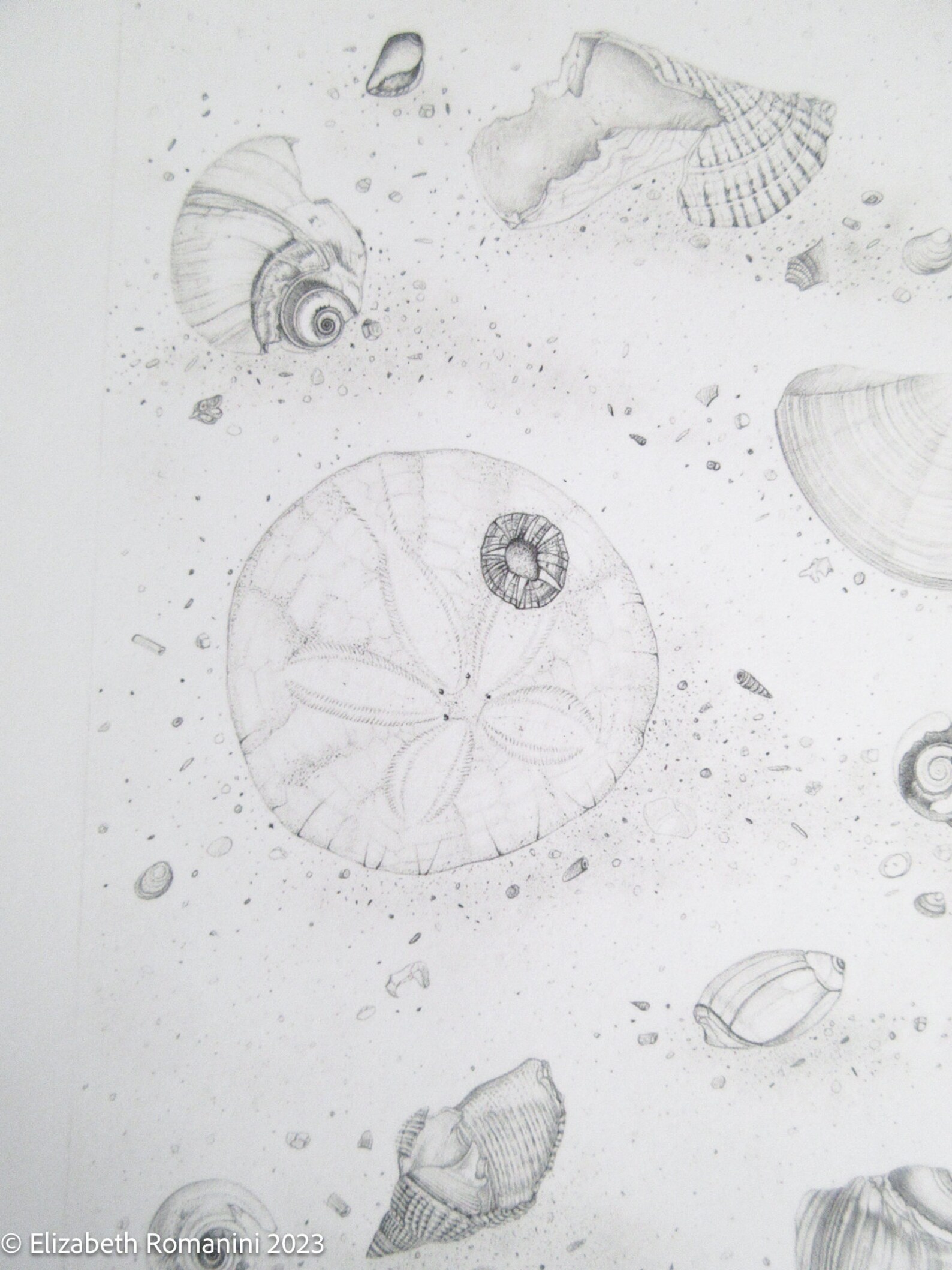 Shallows of a Tide Pool Pencil Drawing (limited Edition Print) - Etsy