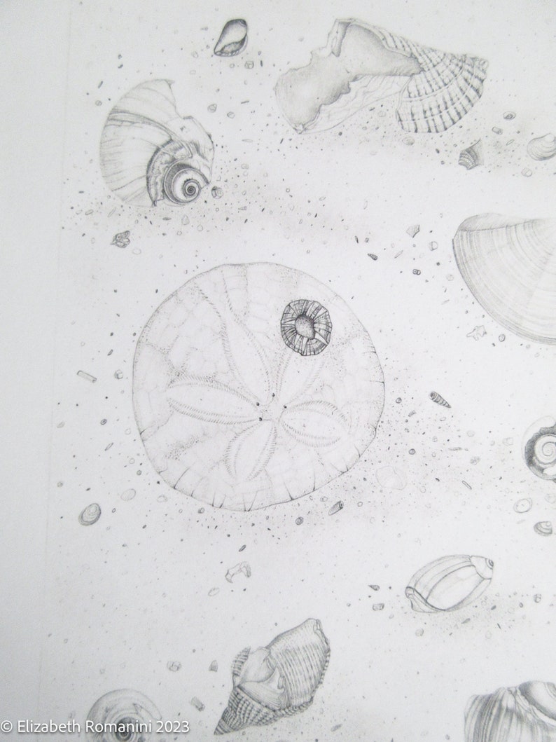 Shallows of a Tide Pool Pencil Drawing limited Edition Print - Etsy