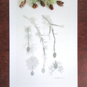 Redwood Cones met Lichen Pencil Drawing (Limited Edition Print)