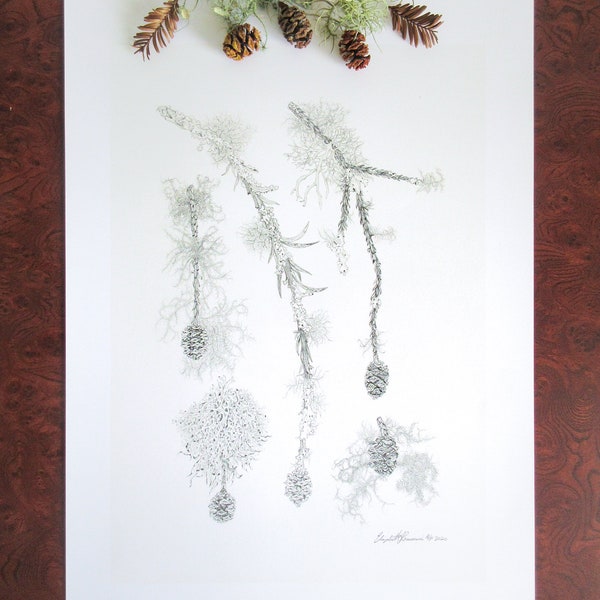 Redwood Cones with Lichen Pencil Drawing (Limited Edition Print)
