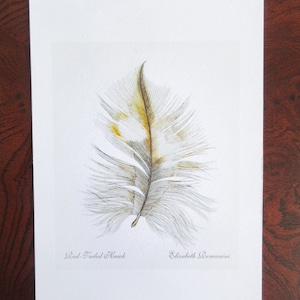 Red-Tailed Hawk Feather (Mini Print)
